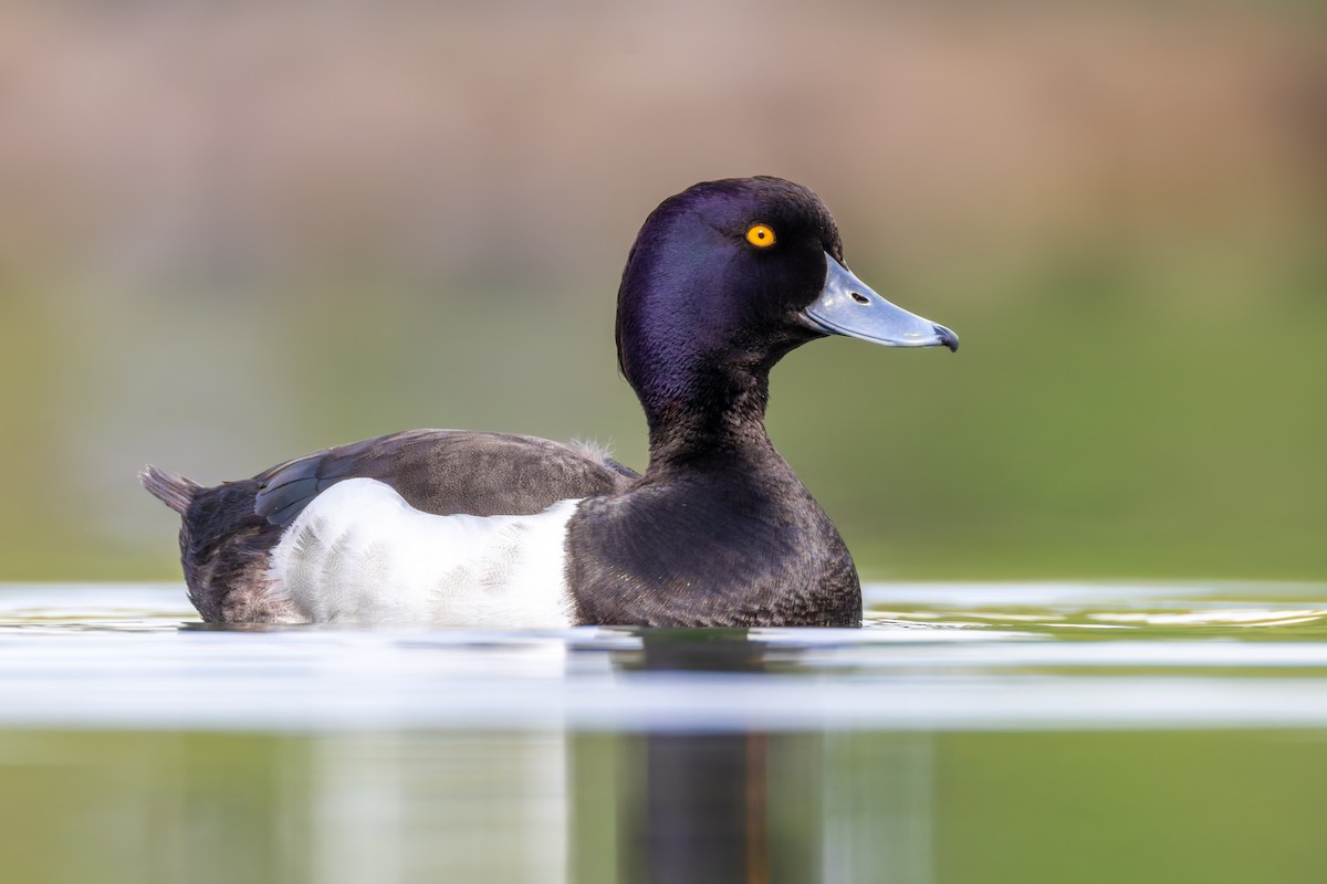 Tufted Duck - ML618264926