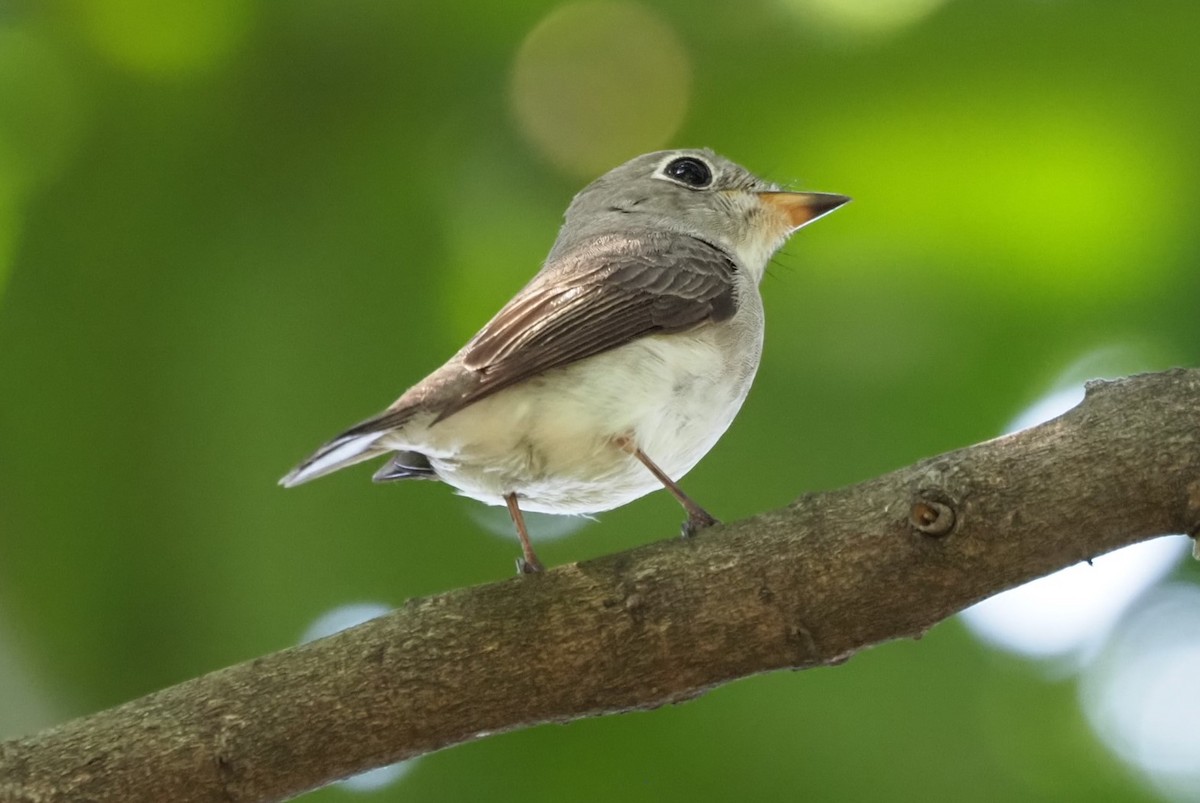 Asian Brown Flycatcher - Andy Lee