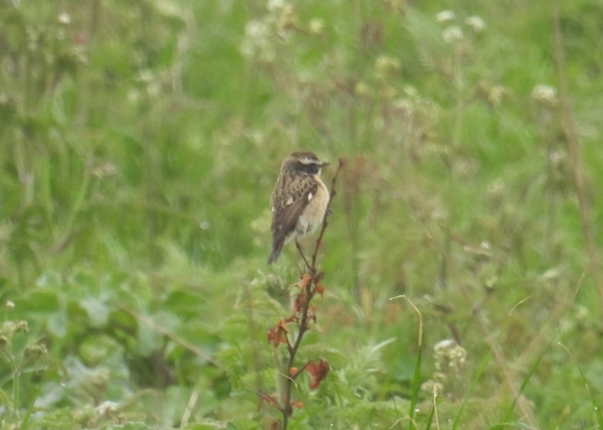 Whinchat - ML618264965