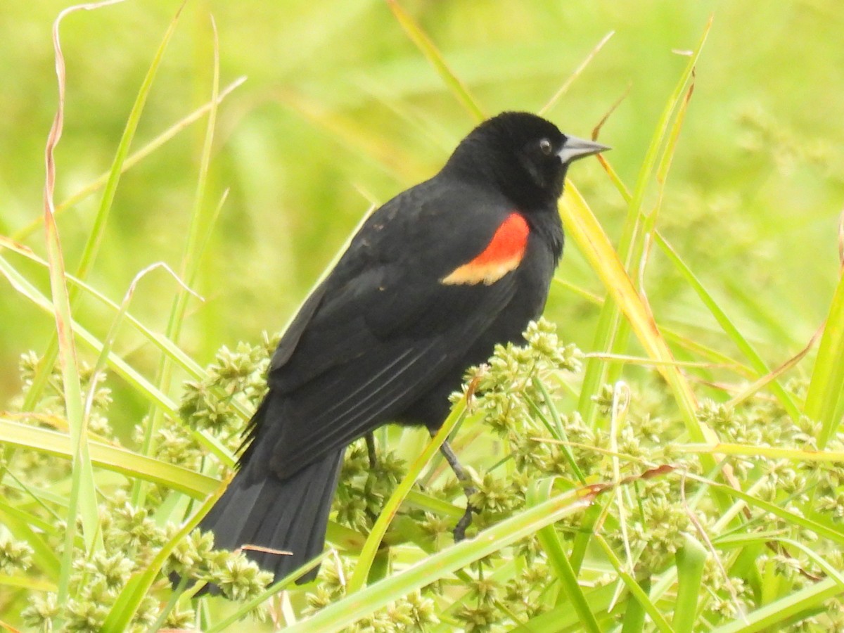 Red-winged Blackbird - ML618264982