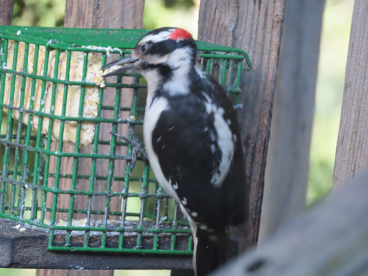 Hairy Woodpecker (Pacific) - ML618264988