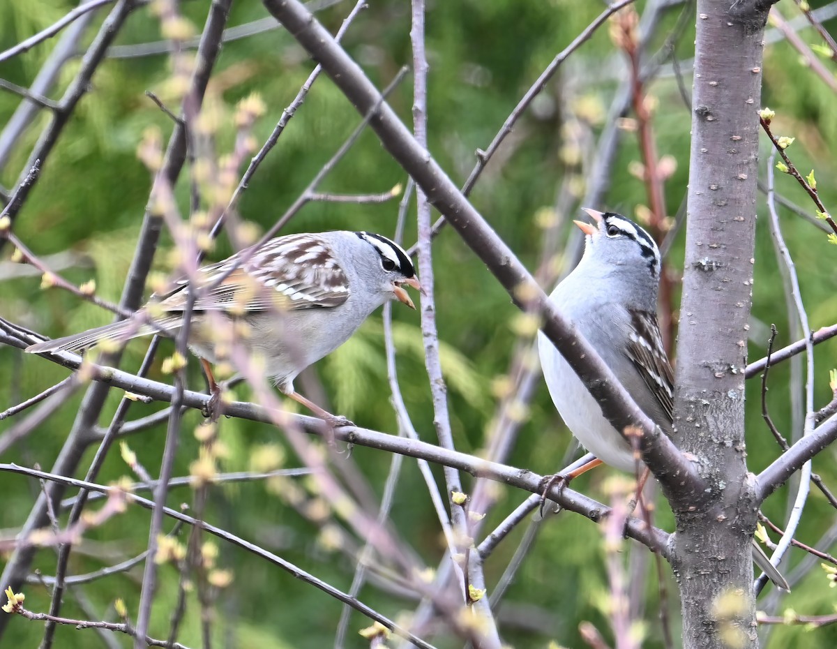 White-crowned Sparrow - Alan Sankey  COHL