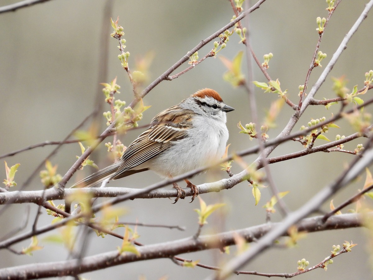 Chipping Sparrow - ML618265042