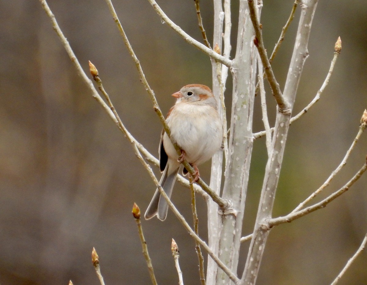 Field Sparrow - ML618265053