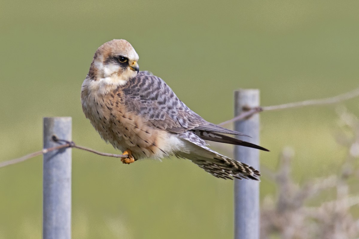 Red-footed Falcon - ML618265059