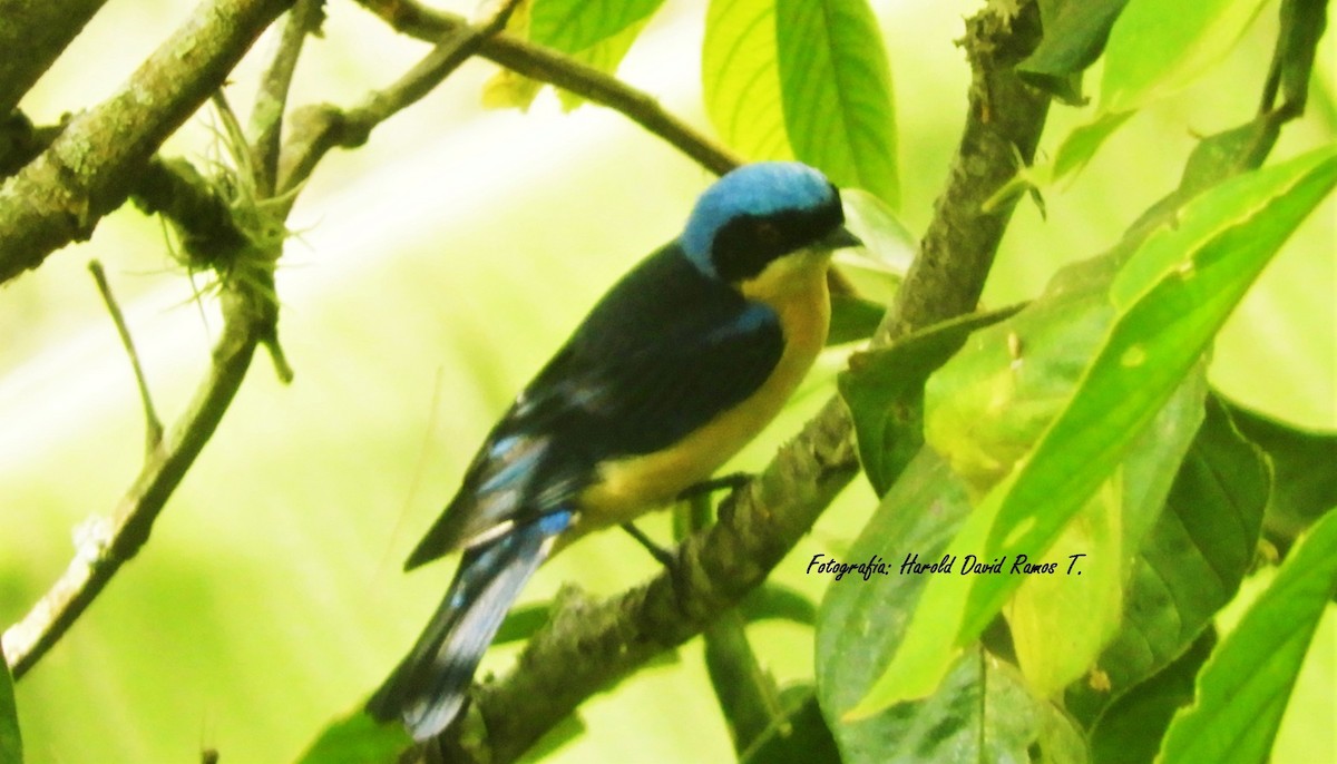 Fawn-breasted Tanager - ML618265062