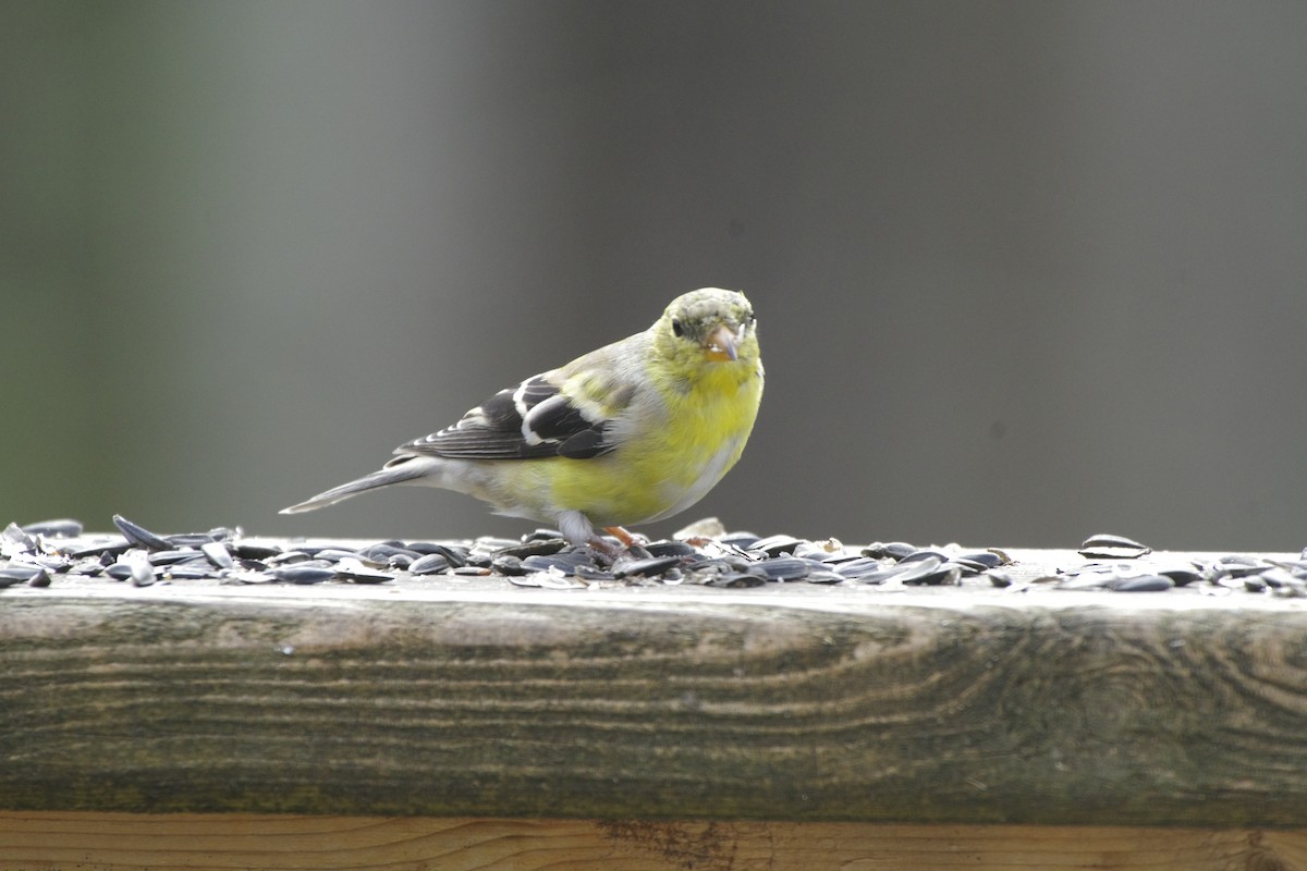American Goldfinch - Mike Young