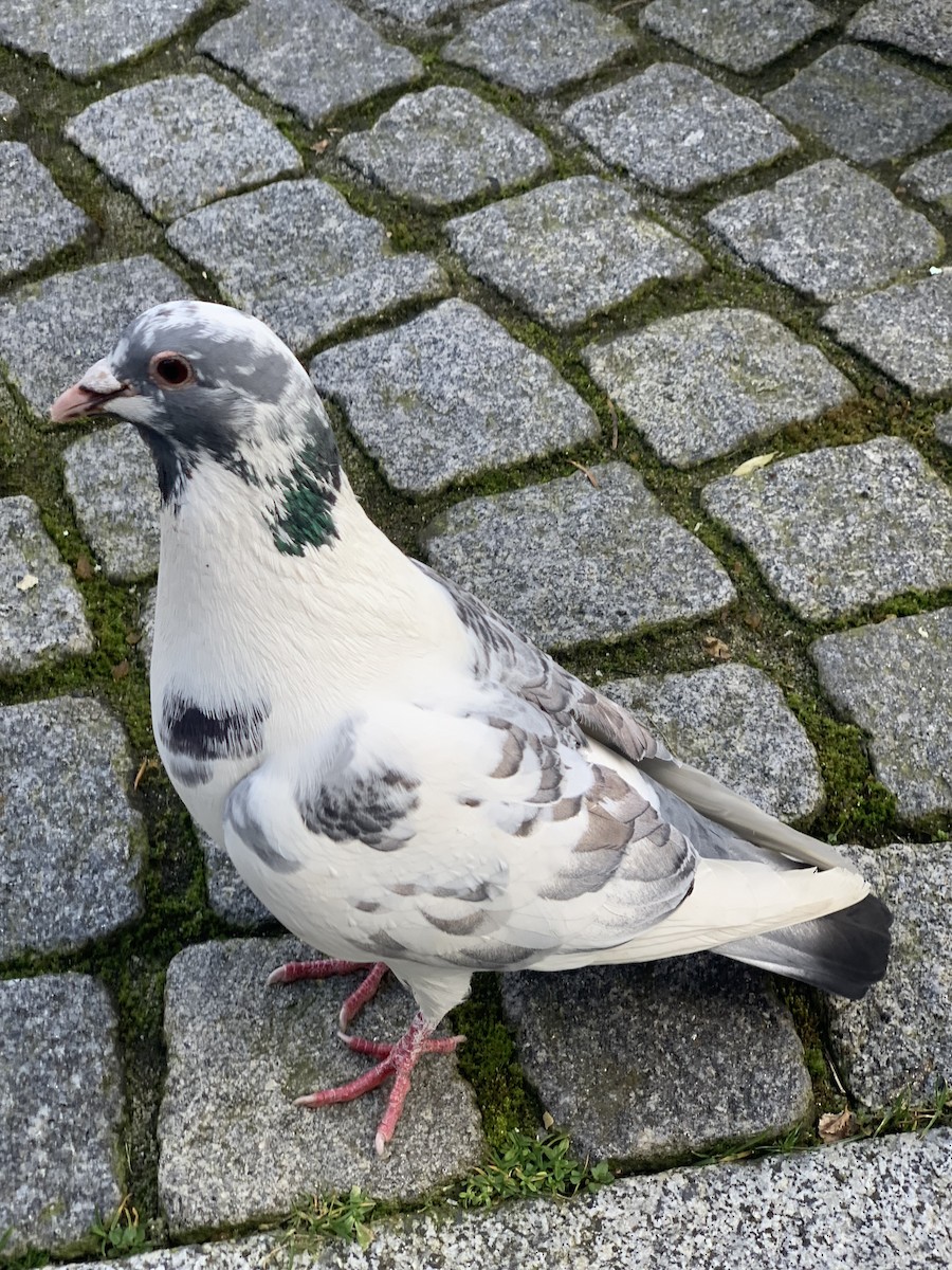 Pigeon biset (forme domestique) - ML618265079