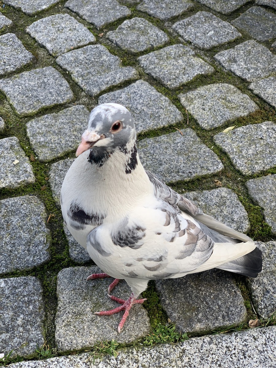 Pigeon biset (forme domestique) - ML618265080