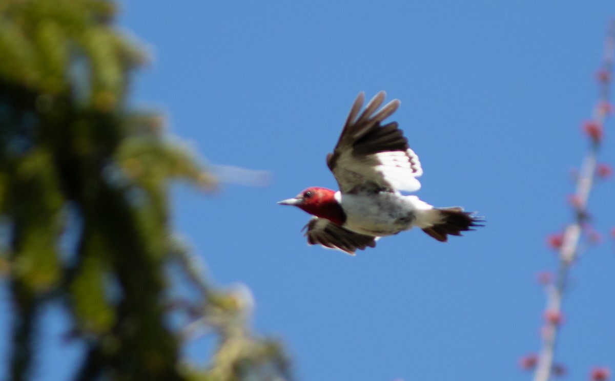 Red-headed Woodpecker - ML618265082