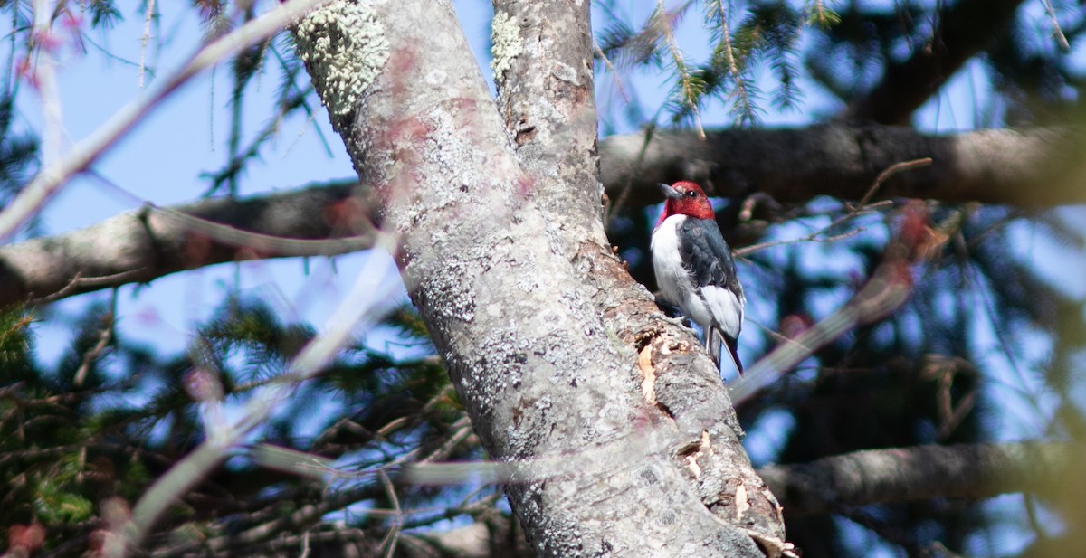 Red-headed Woodpecker - ML618265083