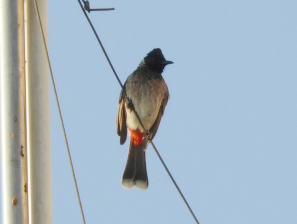 Red-vented Bulbul - ML618265100