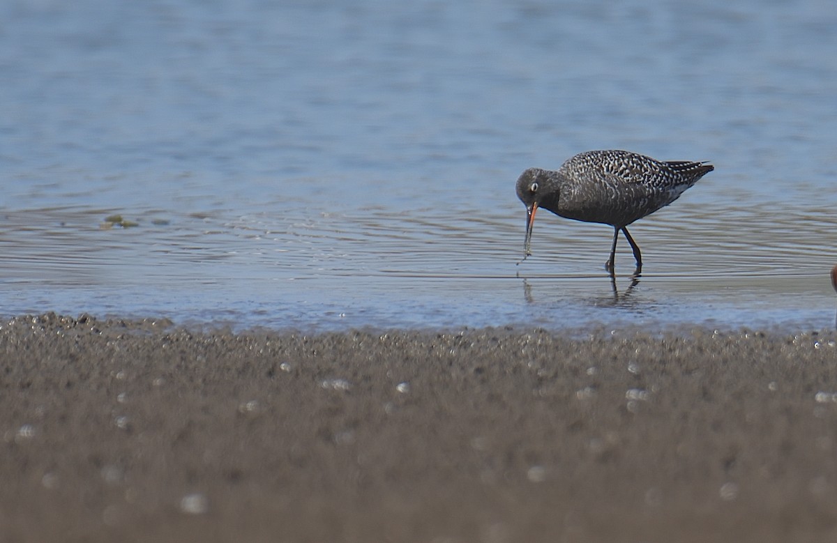 Spotted Redshank - ML618265101