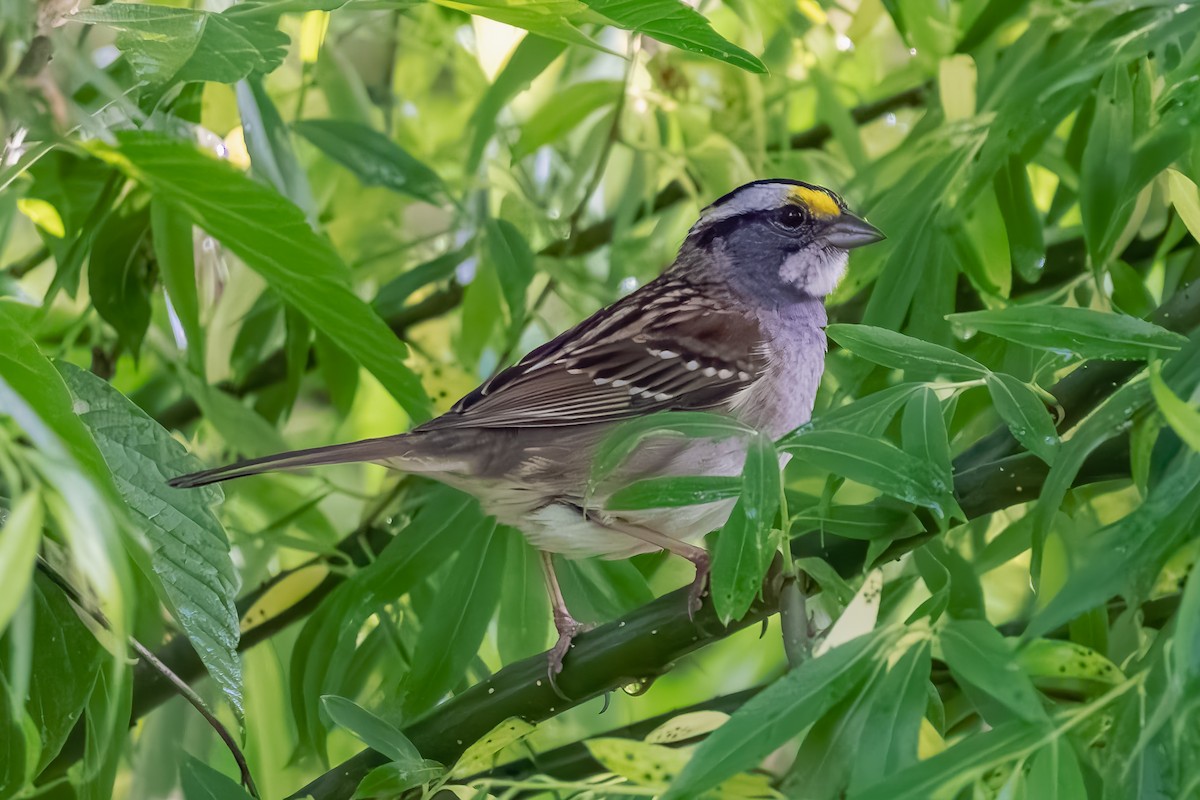White-throated Sparrow - ML618265112