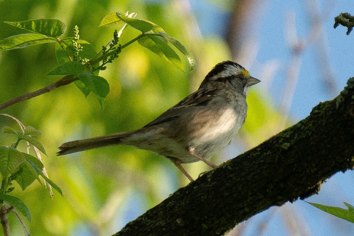 White-throated Sparrow - Timothy Flynn