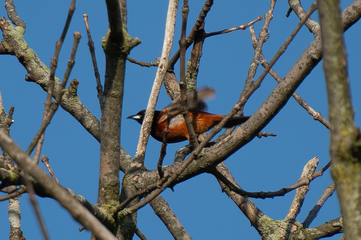 Orchard Oriole - ML618265130