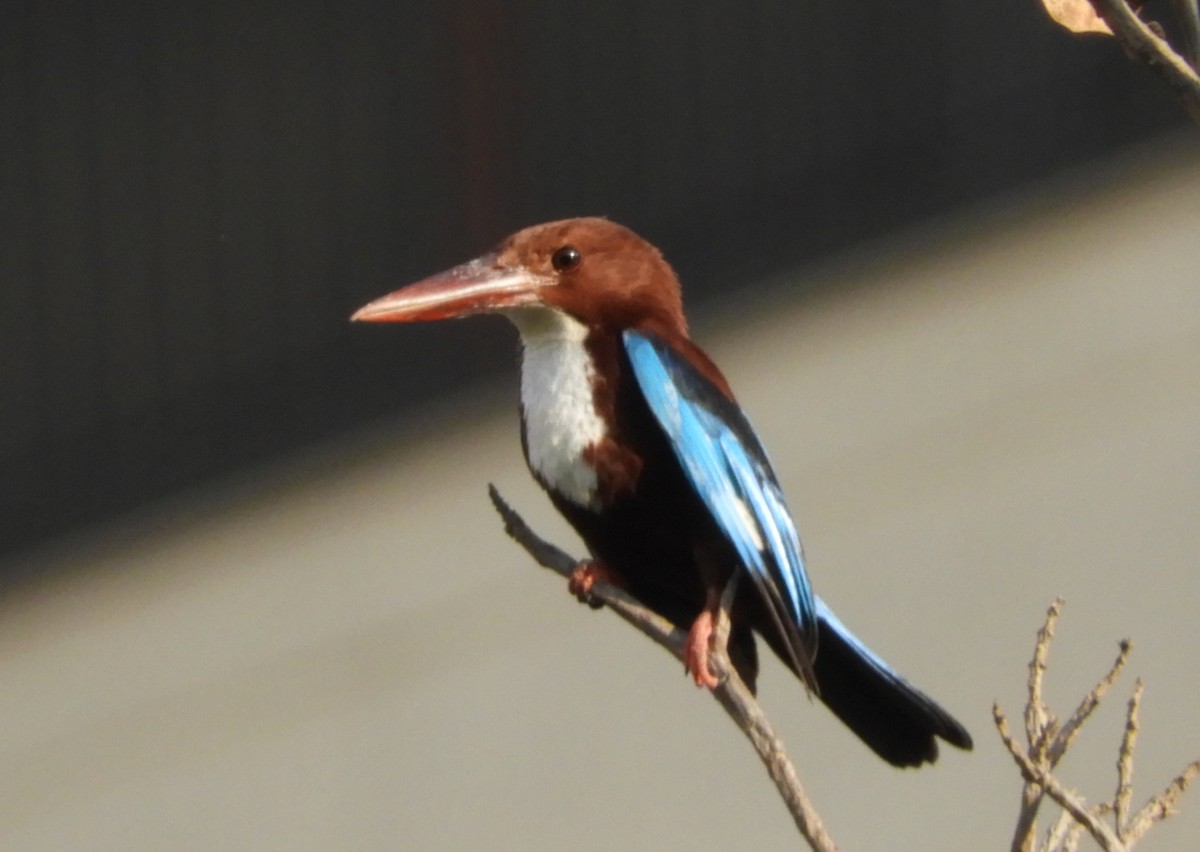 White-throated Kingfisher - Manju Sinha