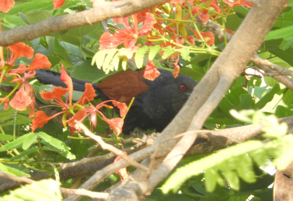 Greater Coucal - ML618265158
