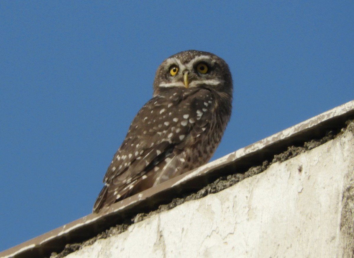 Spotted Owlet - ML618265207
