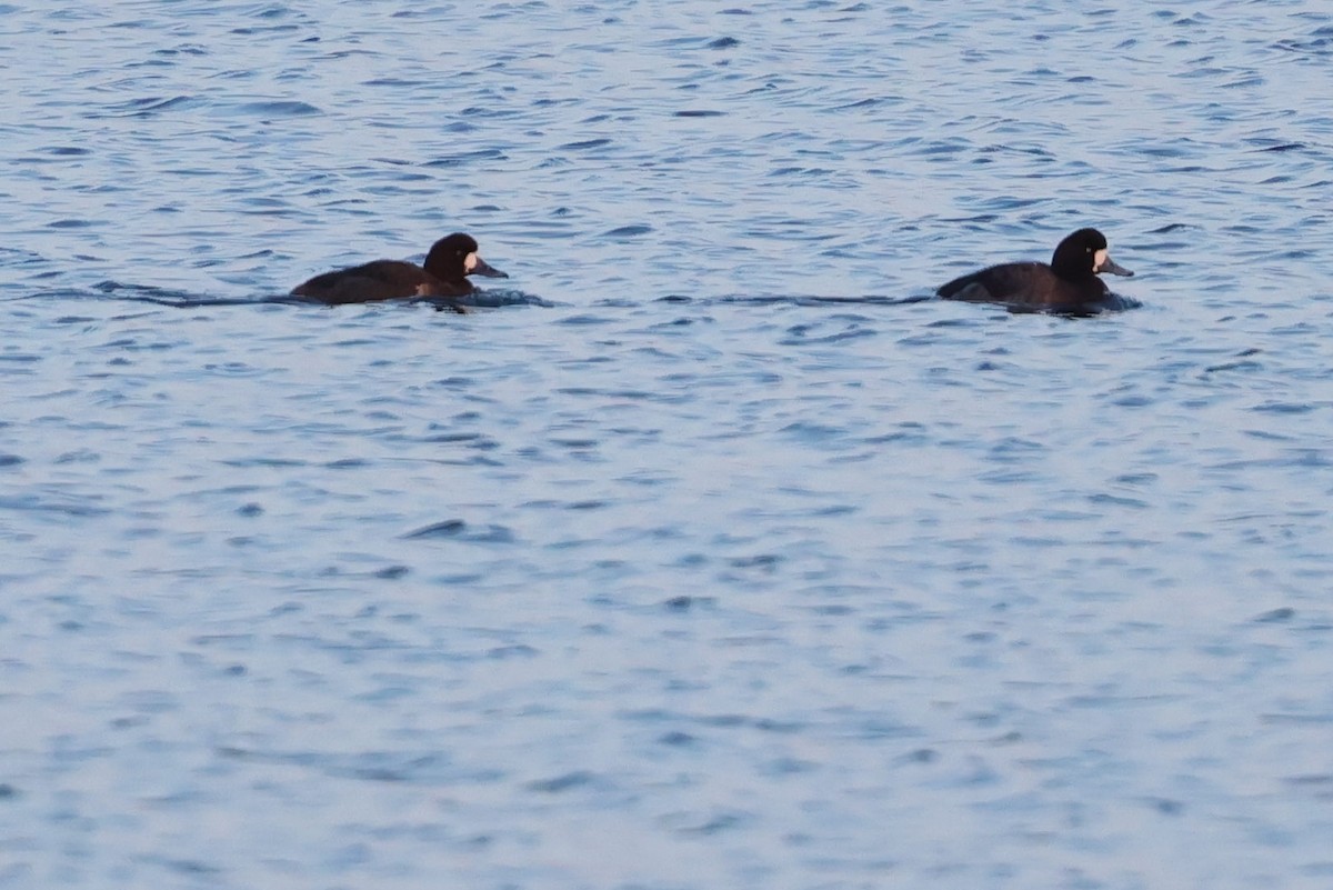 Greater Scaup - ML618265213