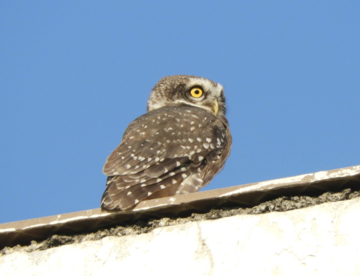 Spotted Owlet - Manju Sinha