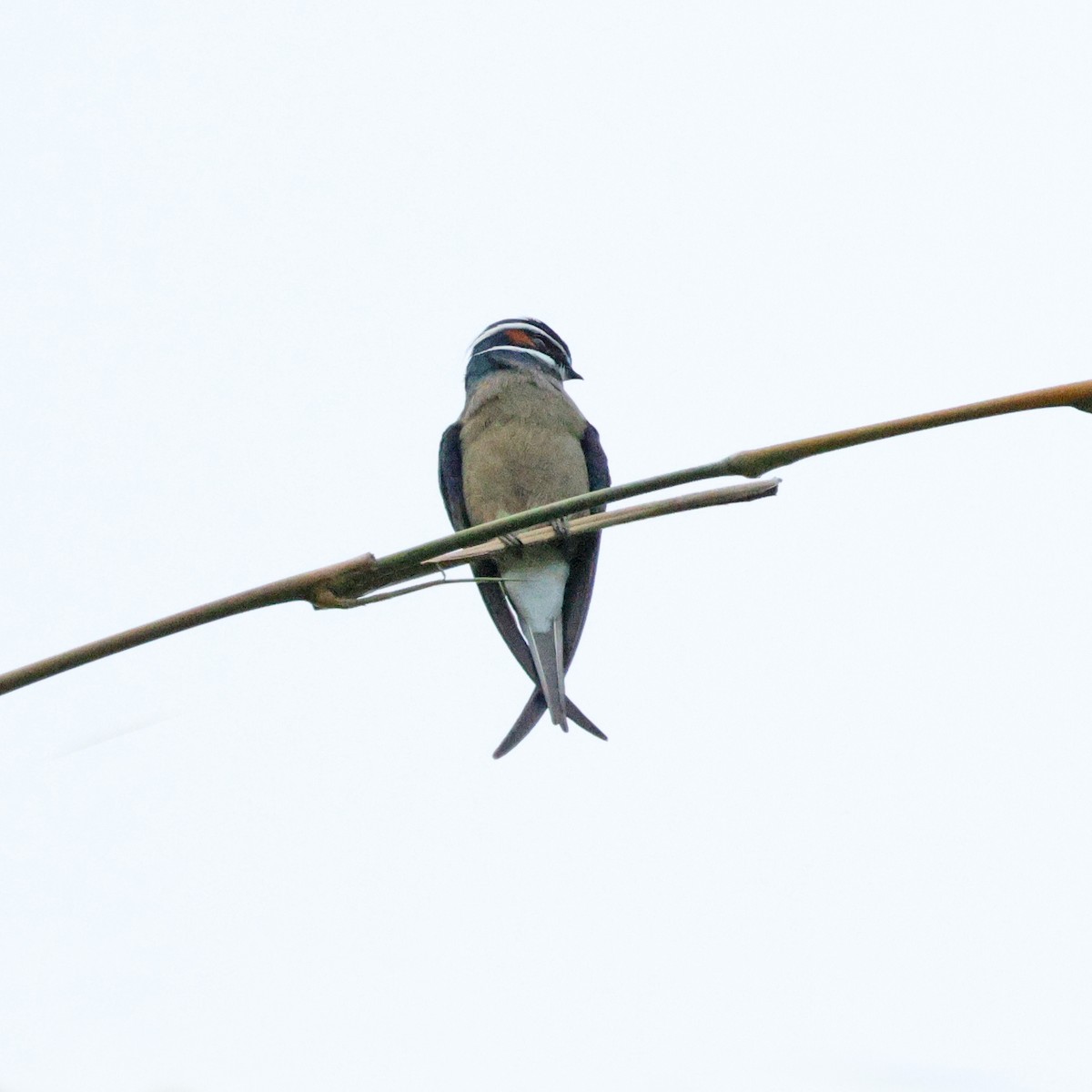 Whiskered Treeswift - Ching Chai Liew