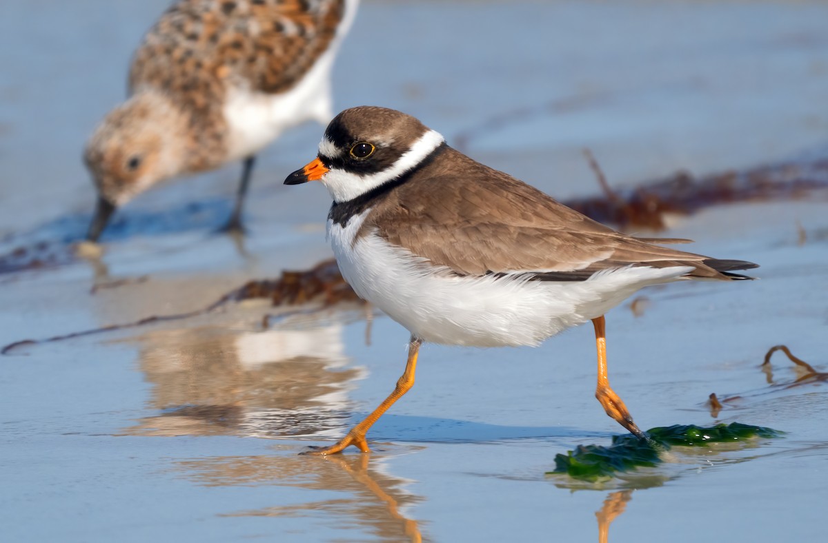 Semipalmated Plover - ML618265276