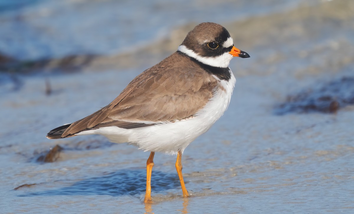 Semipalmated Plover - ML618265277