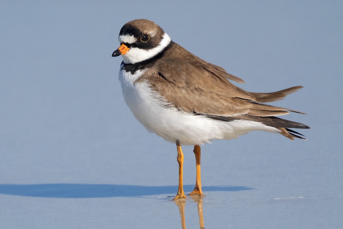 Semipalmated Plover - ML618265278
