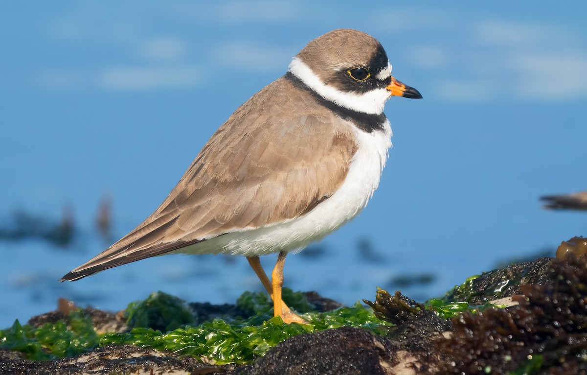 Semipalmated Plover - ML618265279