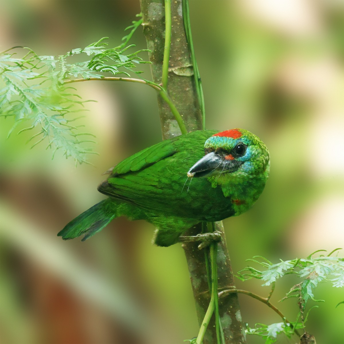 Red-throated Barbet - ML618265281