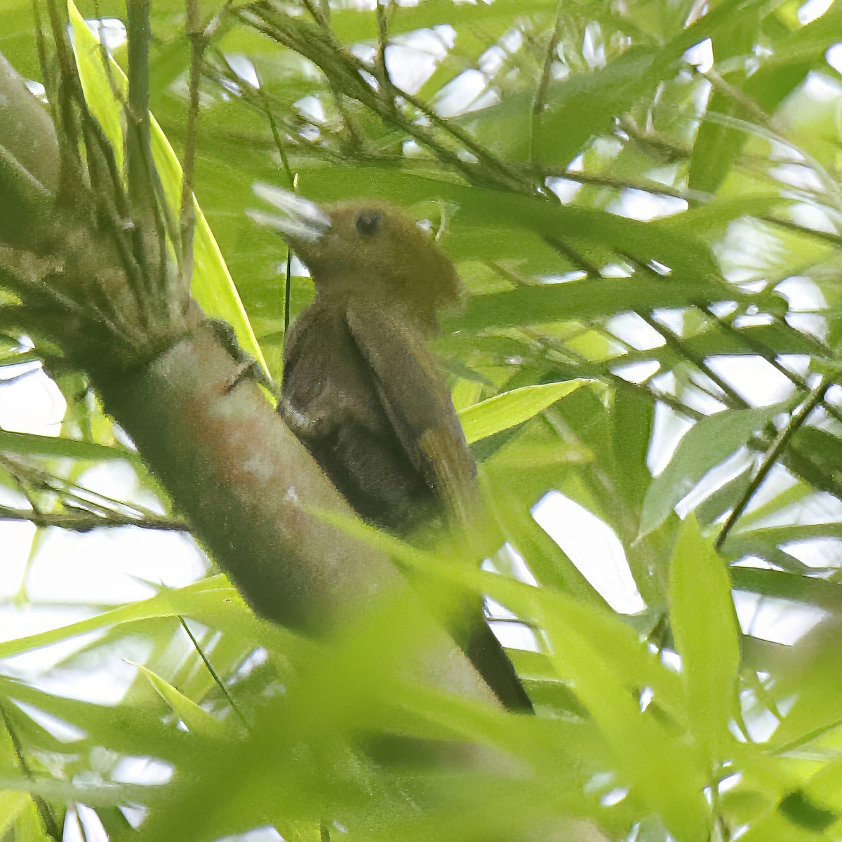 Bamboo Woodpecker - ML618265289