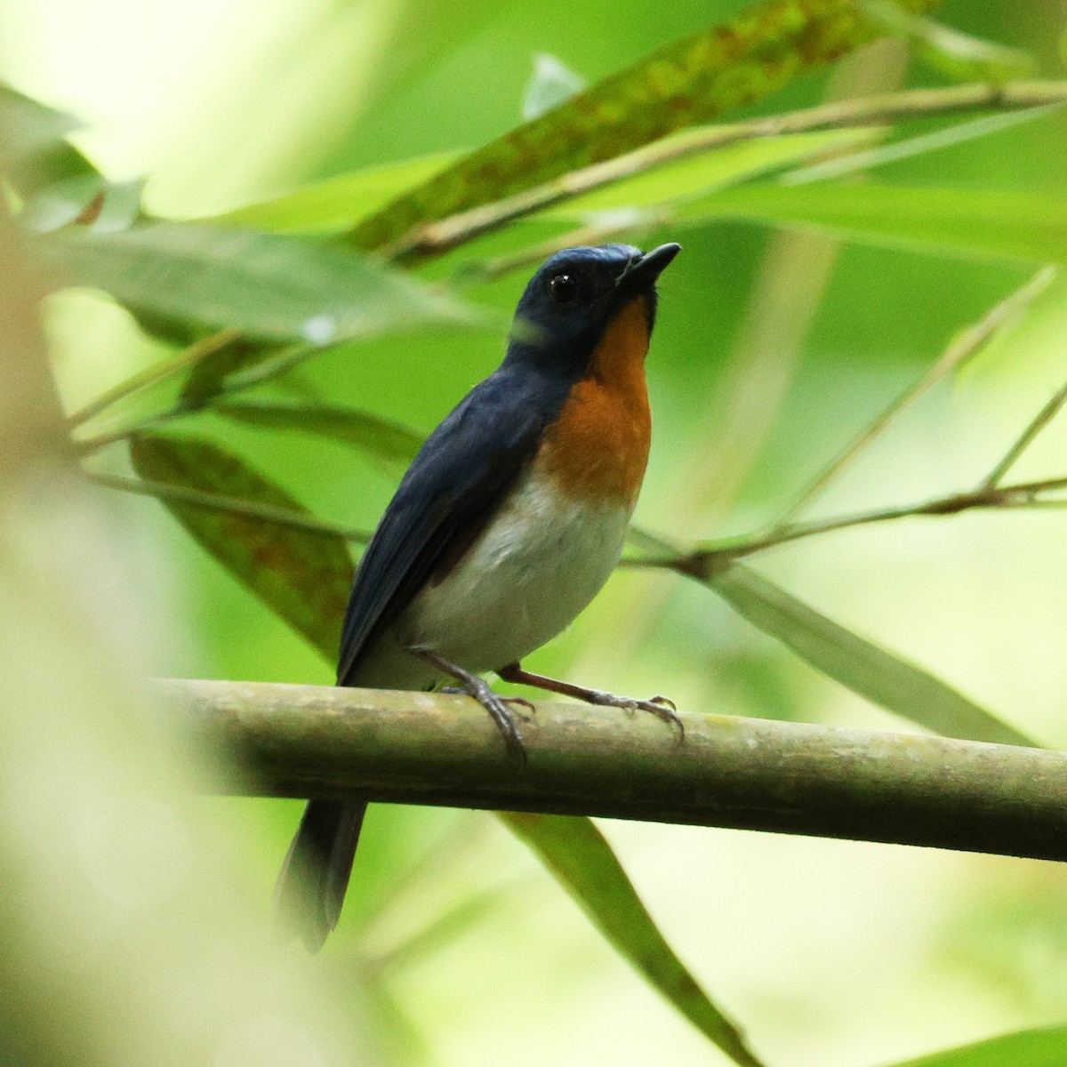 Indochinese Blue Flycatcher - Ching Chai Liew