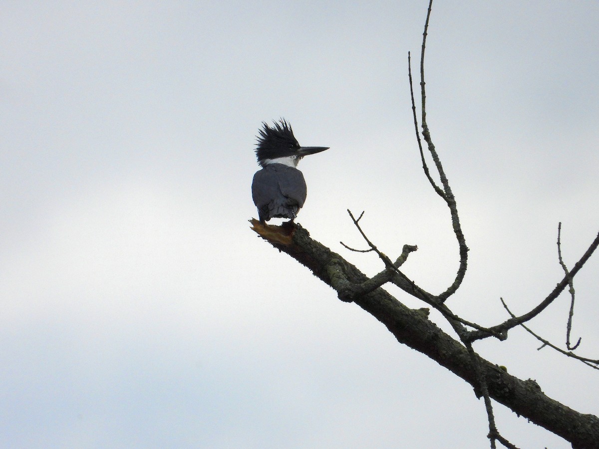 Belted Kingfisher - Angela Frohring