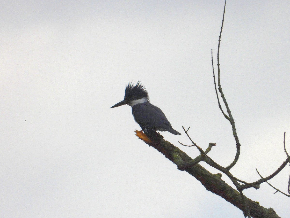 Belted Kingfisher - Angela Frohring