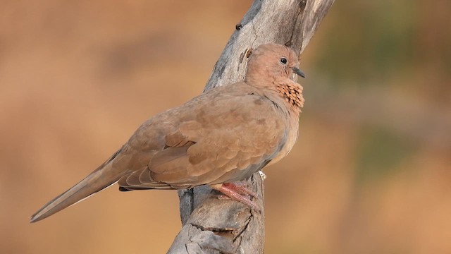 Laughing Dove - ML618265359