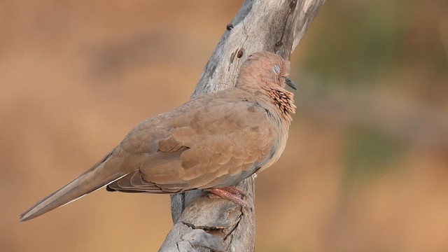 Laughing Dove - ML618265362
