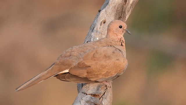 Laughing Dove - ML618265365