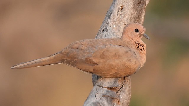 Laughing Dove - ML618265367