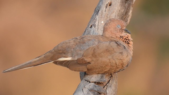 Laughing Dove - ML618265381