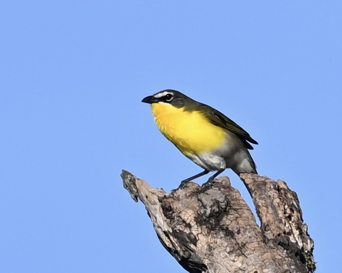Yellow-breasted Chat - ML618265424