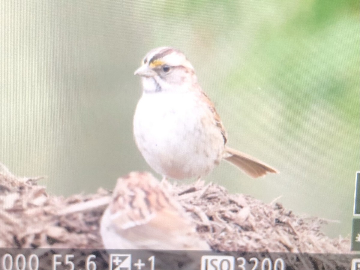 White-throated Sparrow - ML618265467