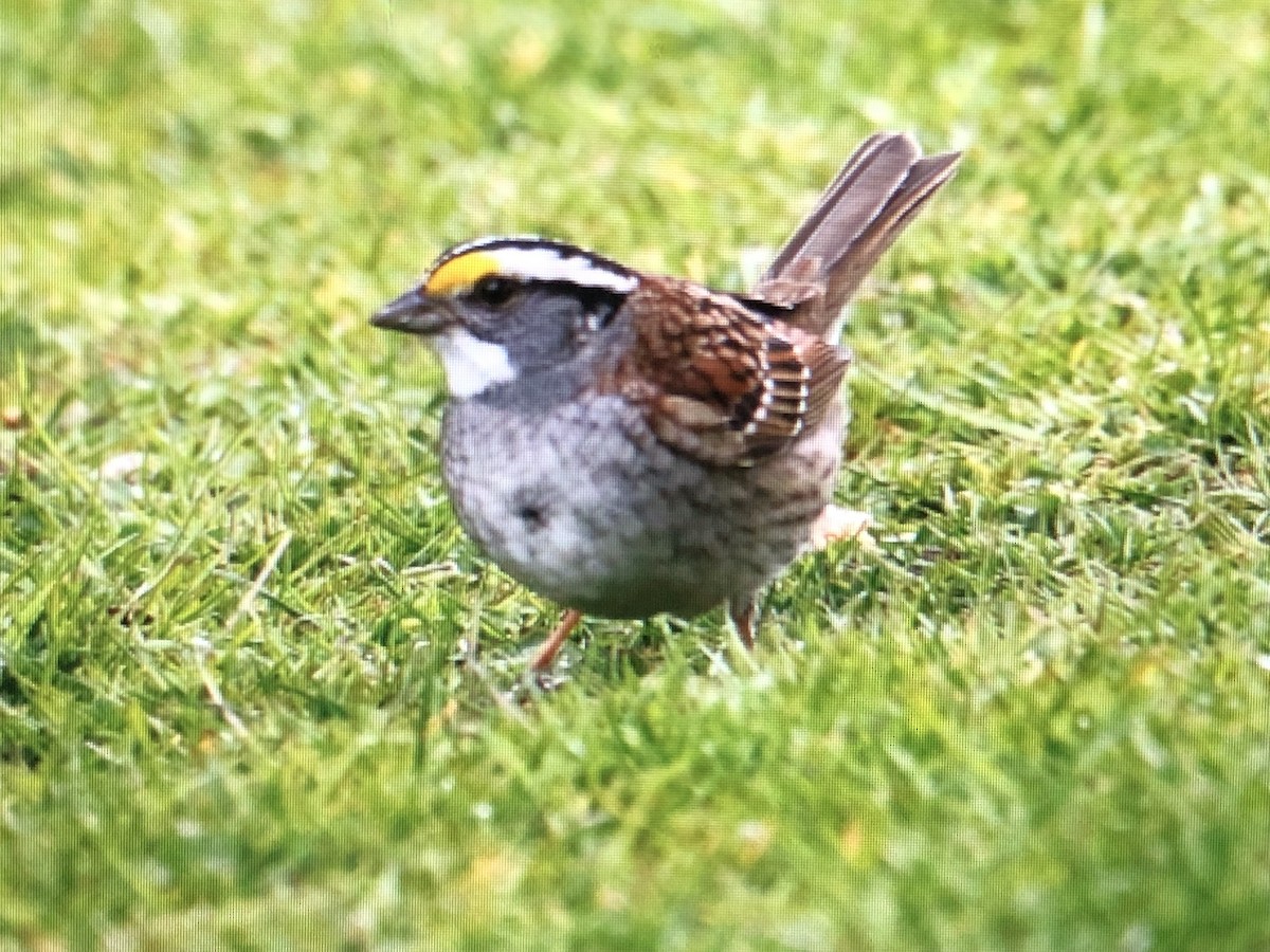 White-throated Sparrow - Jules S