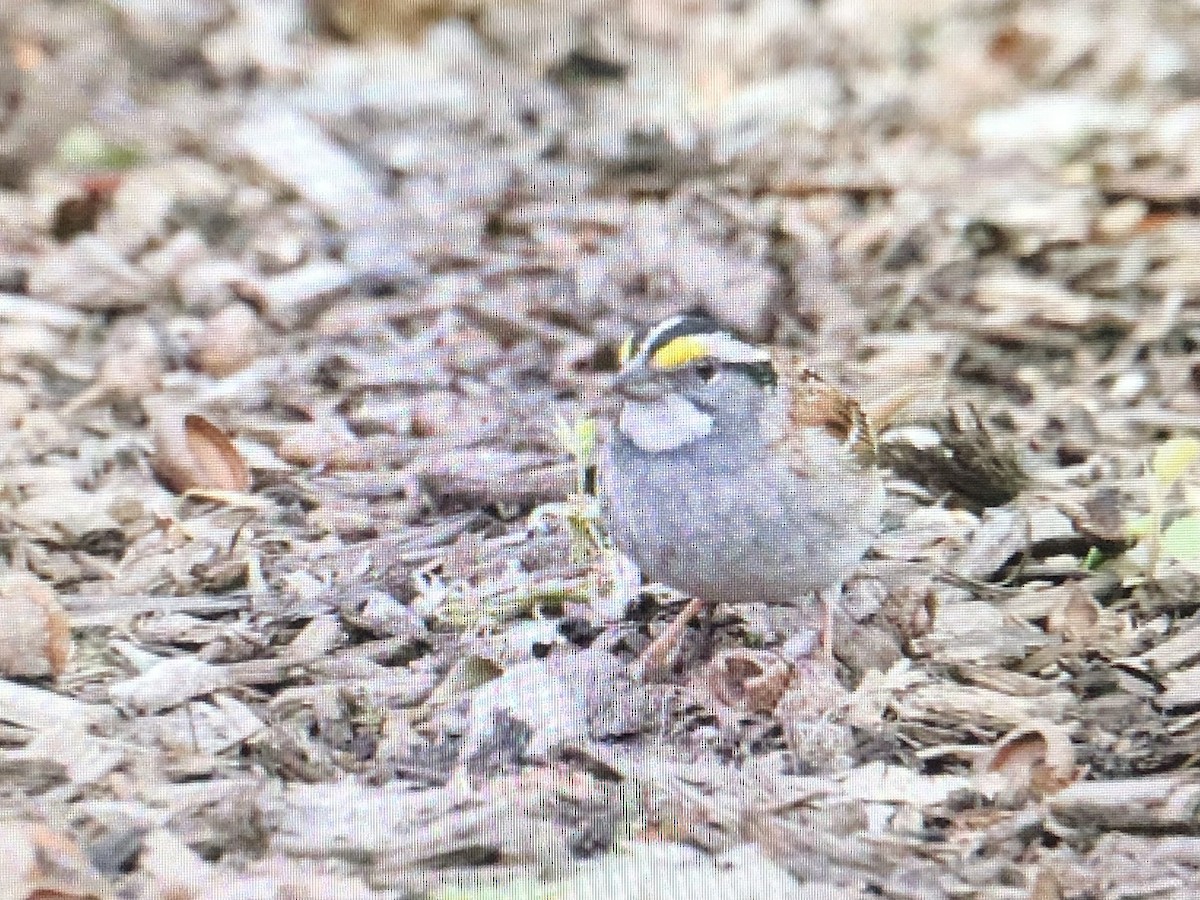 White-throated Sparrow - ML618265470