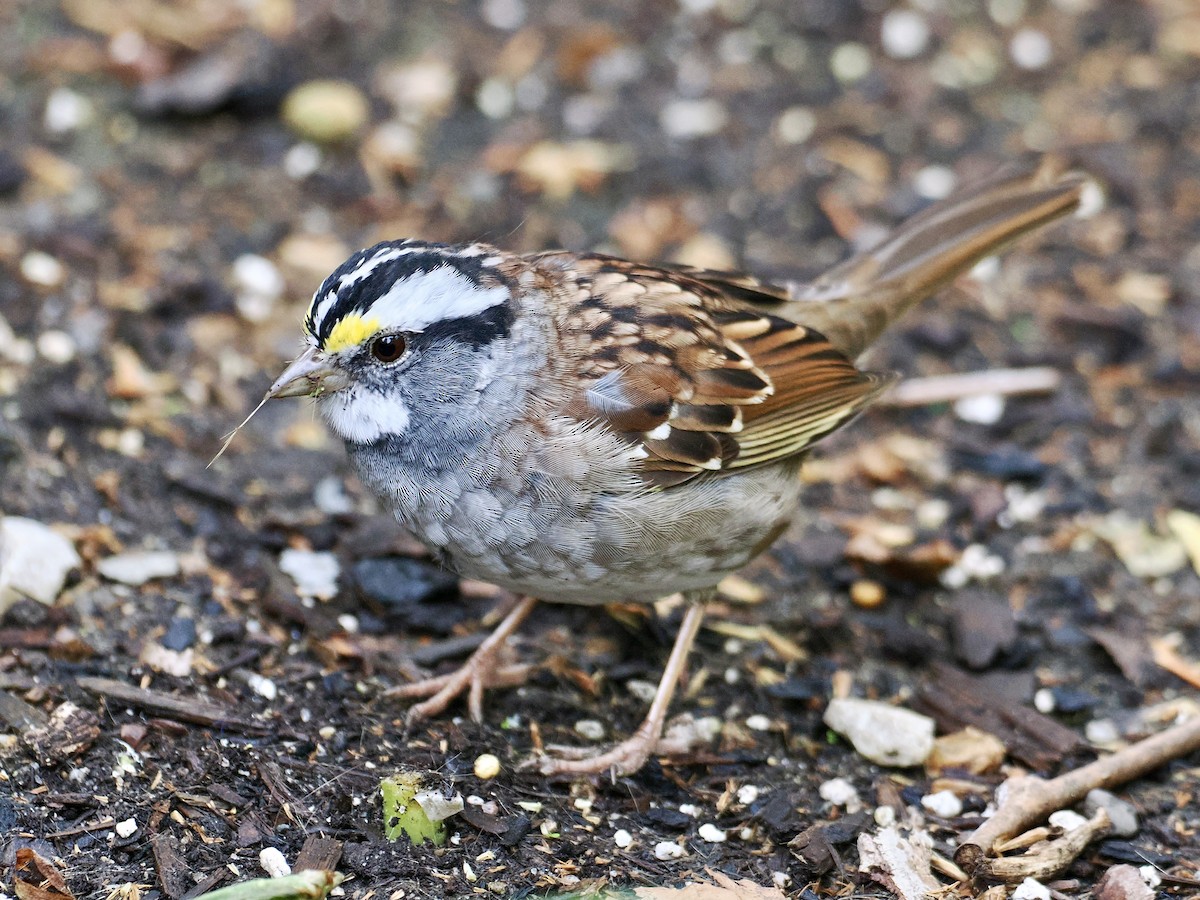 White-throated Sparrow - ML618265498
