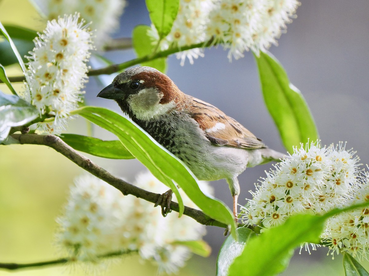 House Sparrow - Gabriel Willow