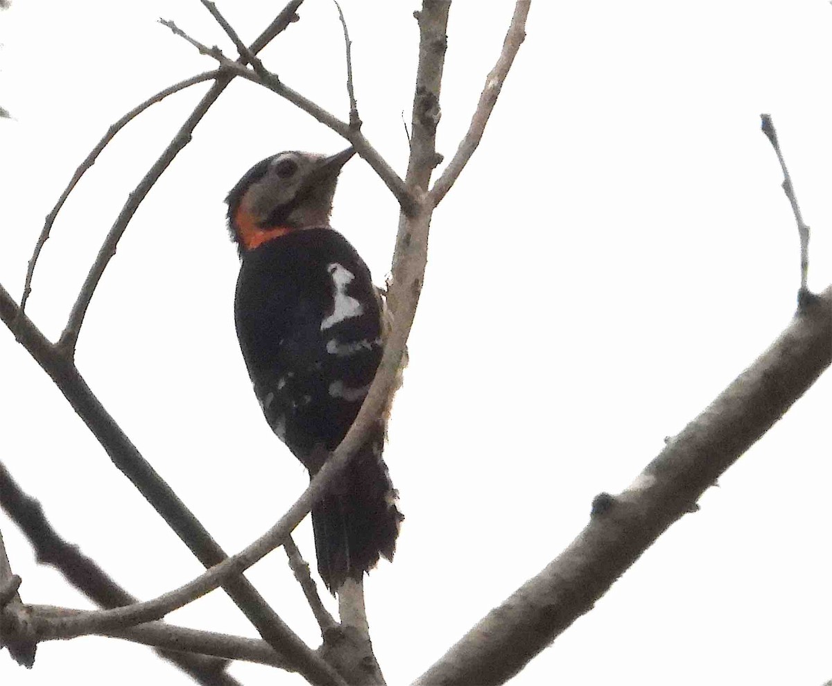 Crimson-naped Woodpecker - ML618265550