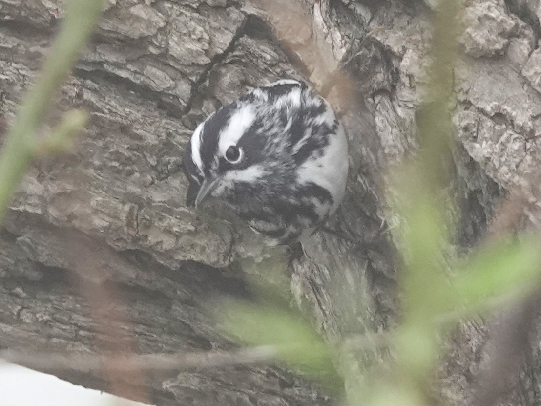 Black-and-white Warbler - ML618265596