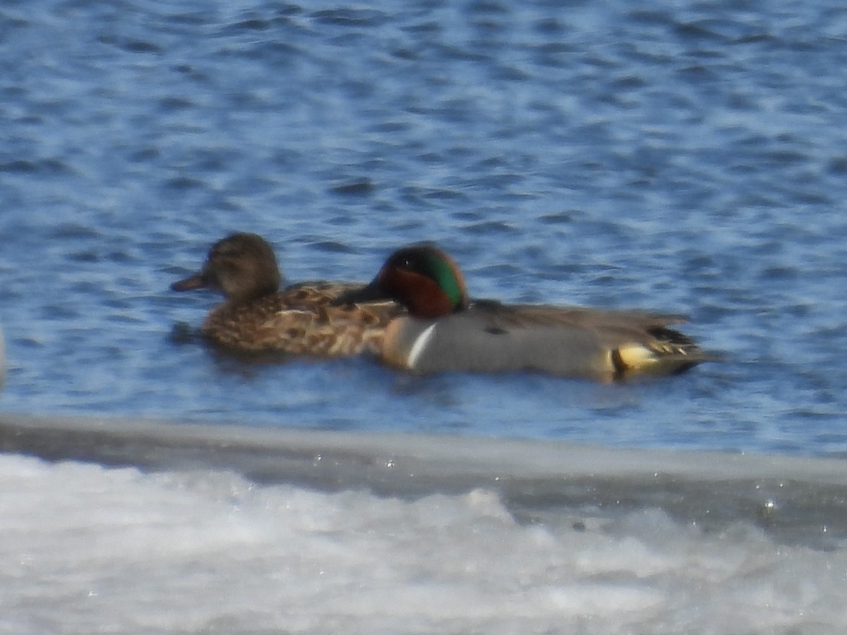 Green-winged Teal - ML618265604