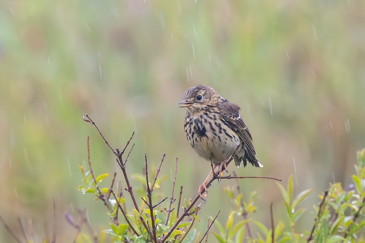 Meadow Pipit - ML618265607
